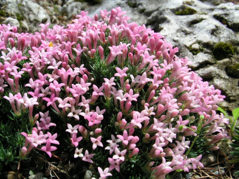 Ясменник пахучий