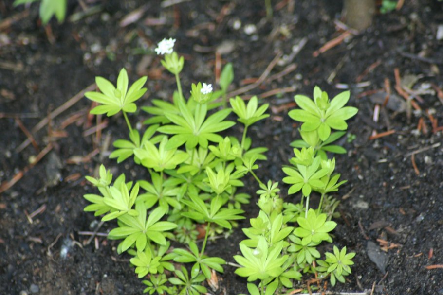 Ясменник душистый выращивание