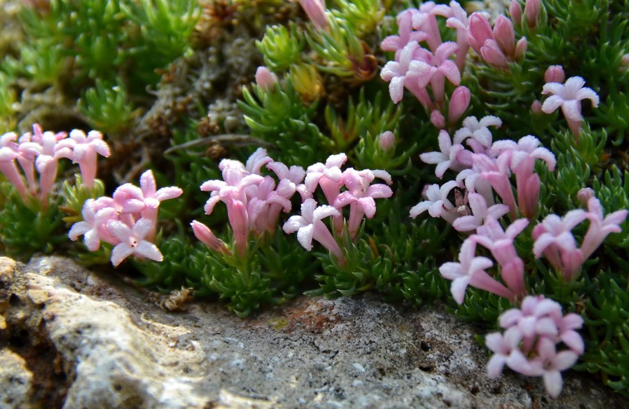 Ясменник подмаренник душистый