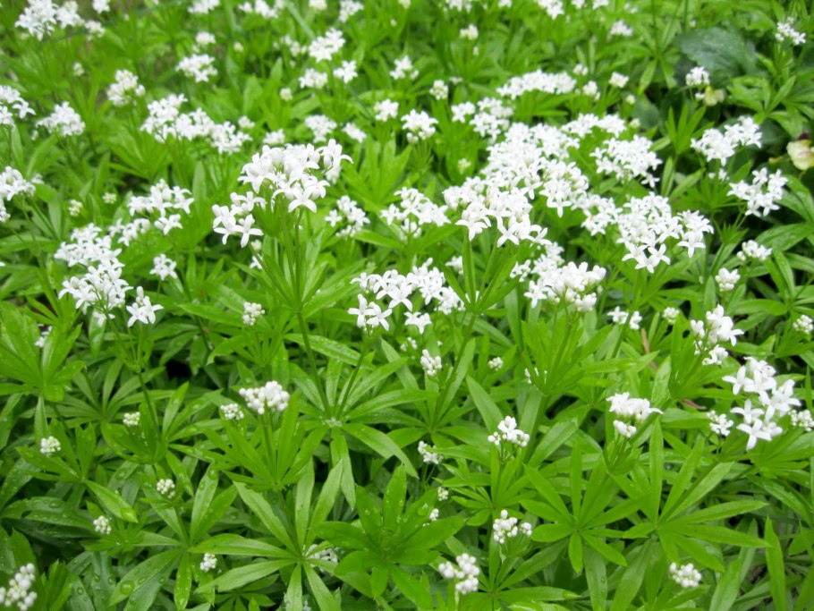 Подмаренник Galium odoratum (Asperula)