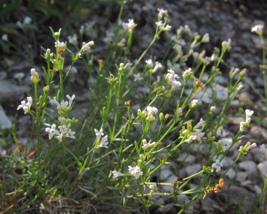 Asperula petraea