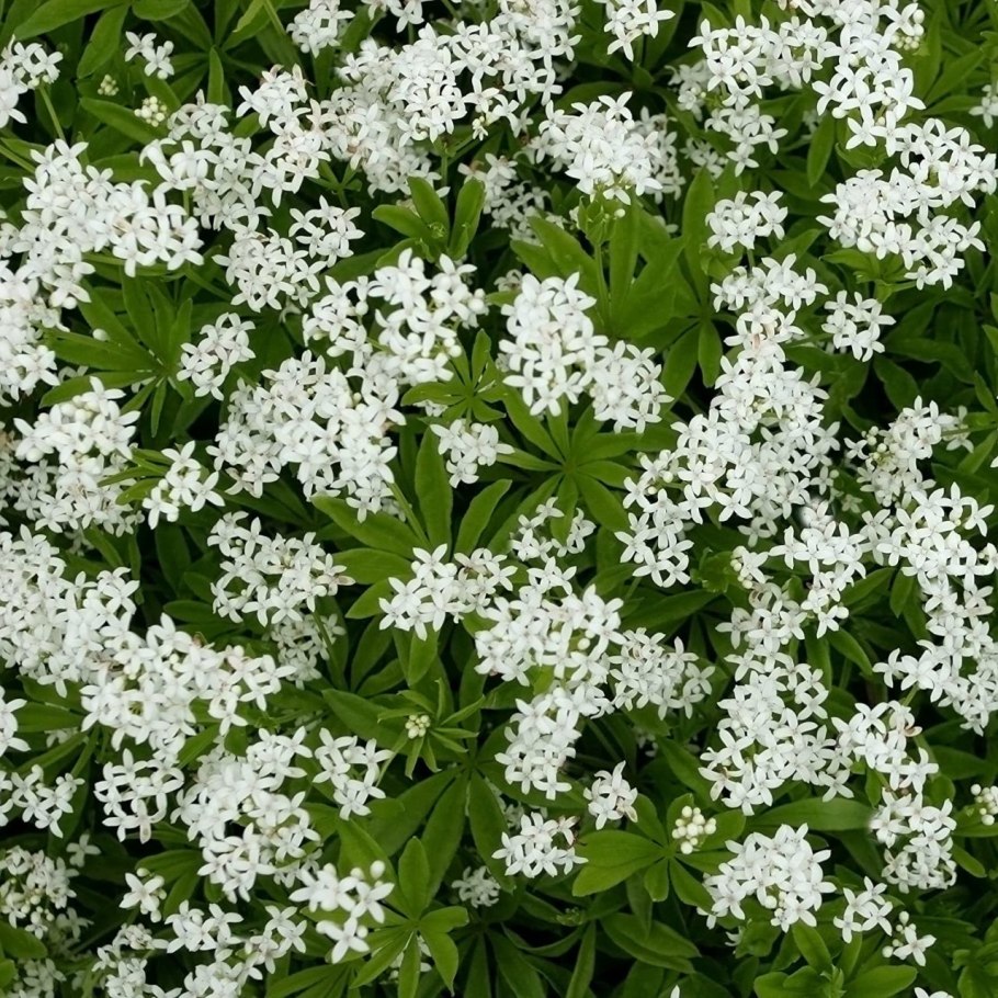 Подмаренник Galium odoratum (Asperula)