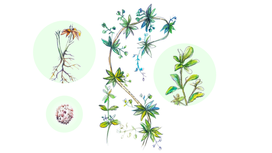 Подмаренник трехтычинковый