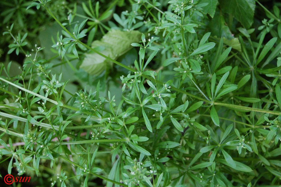 Подмаренник топяной (Galium uliginosum)