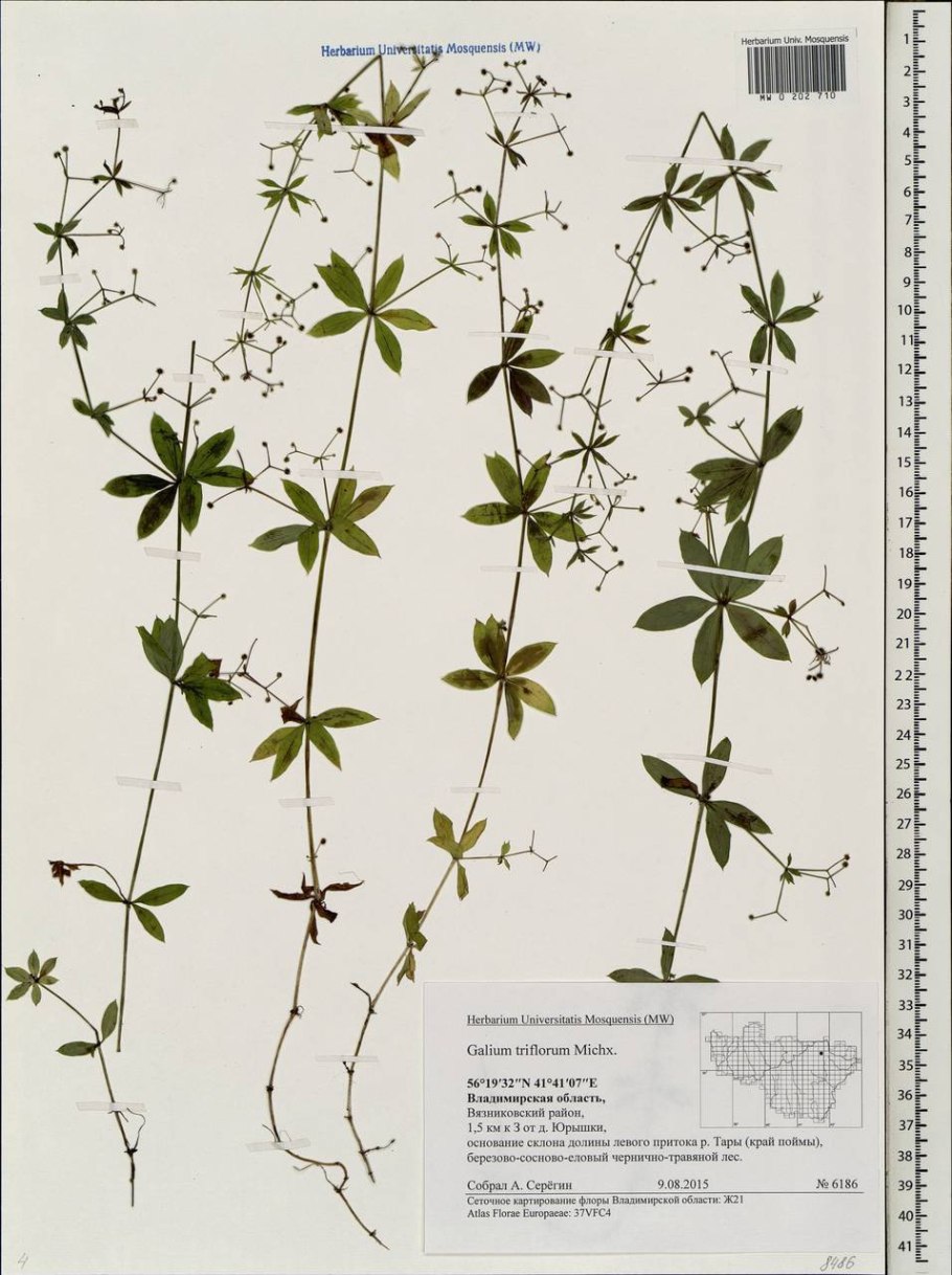 Подмаренник Лесной