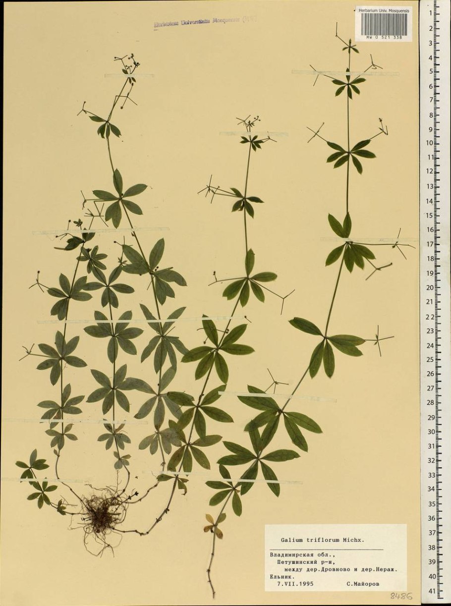 Подмаренник Северный