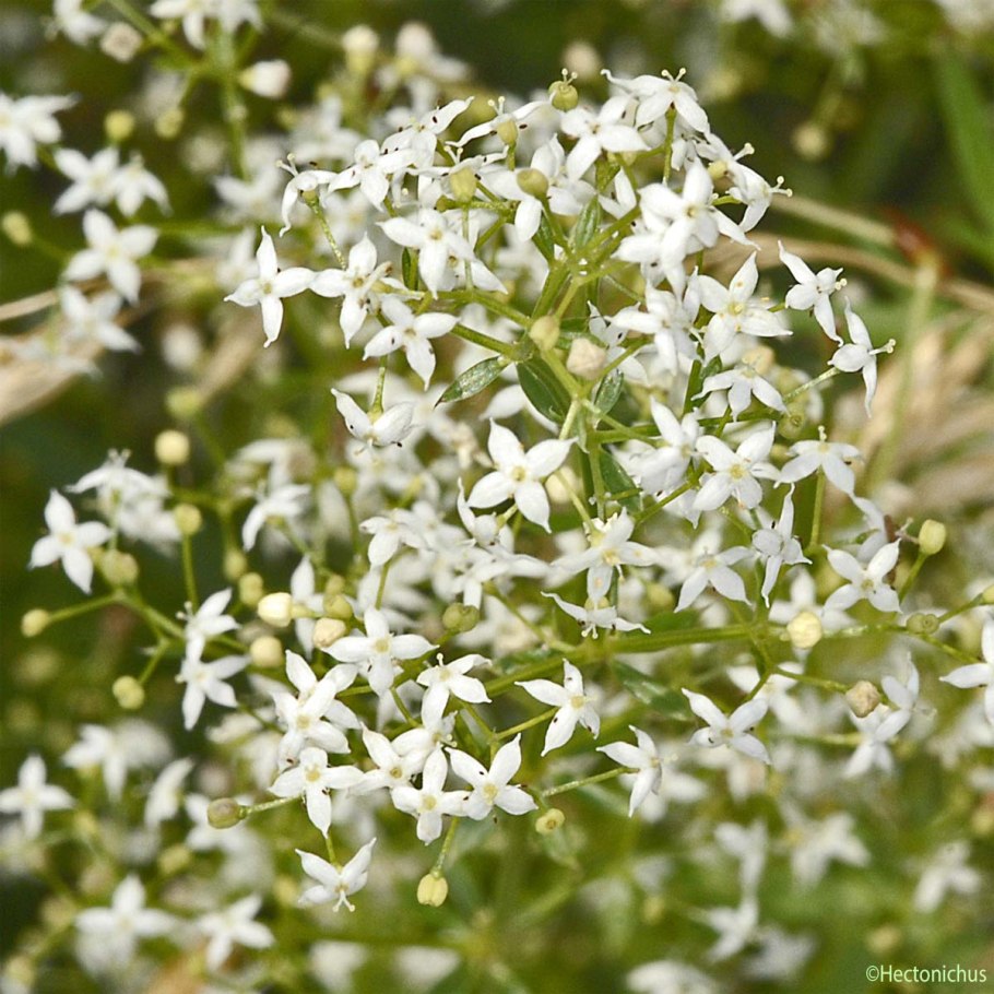 Подмаренник топяной (Galium uliginosum)