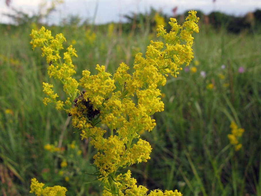 Подмаренник обыкновенный