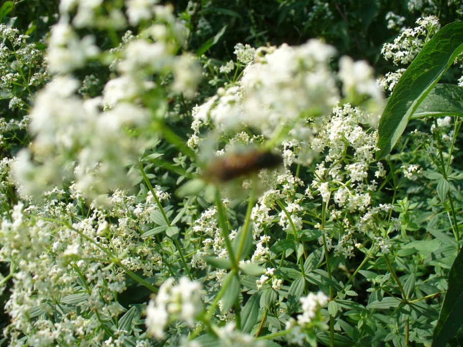 Galium mollugo