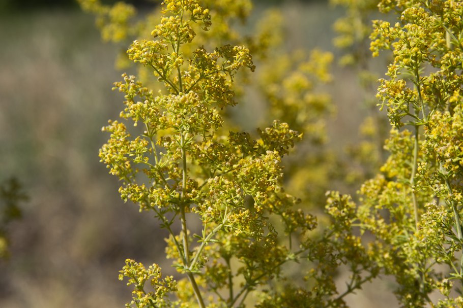 Galium aparine подмаренник цепкий