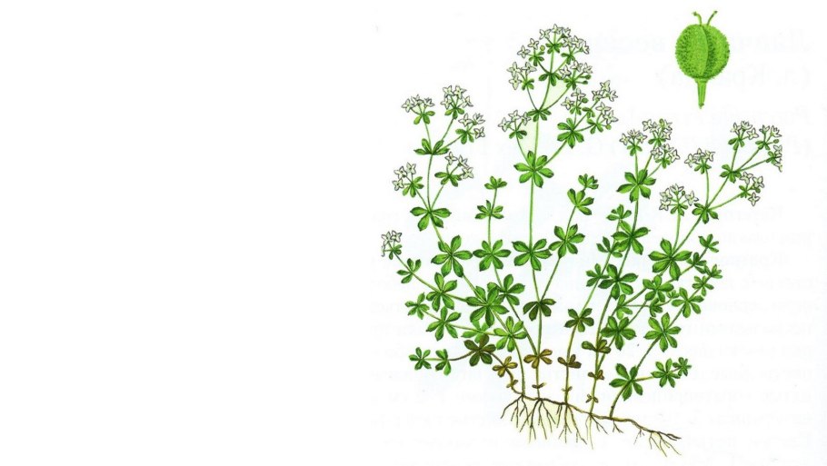 Подмаренник стелющийся