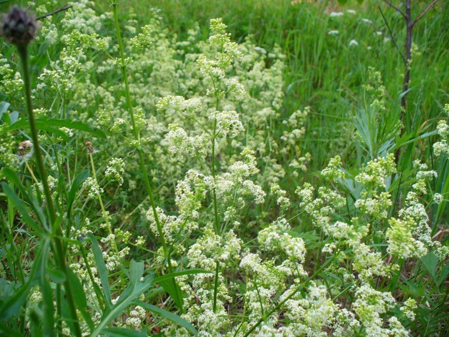 Подмаренник Galium odoratum