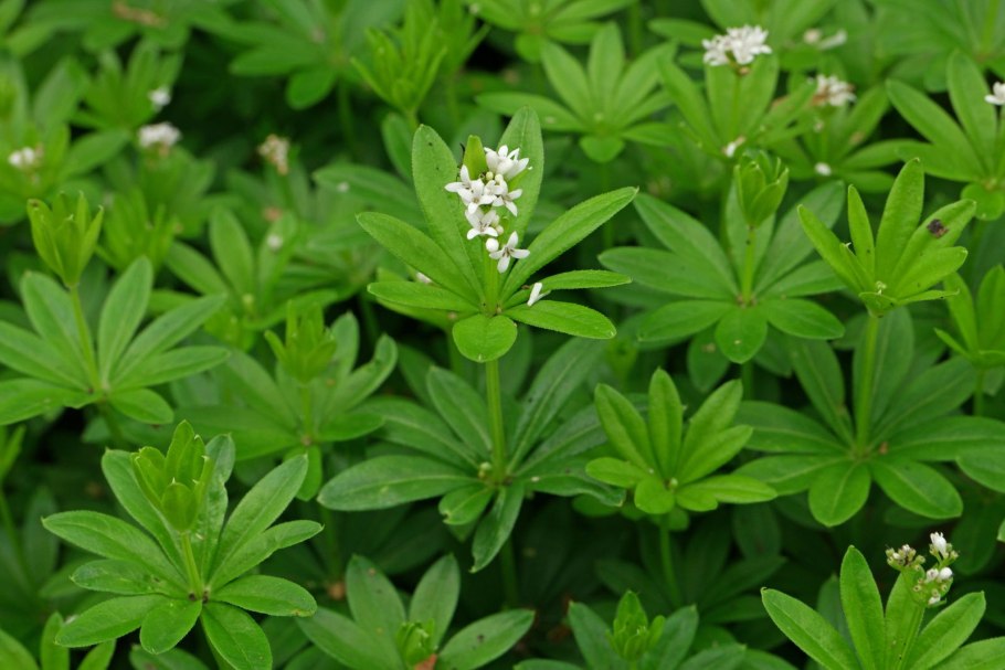 Подмаренник галиум