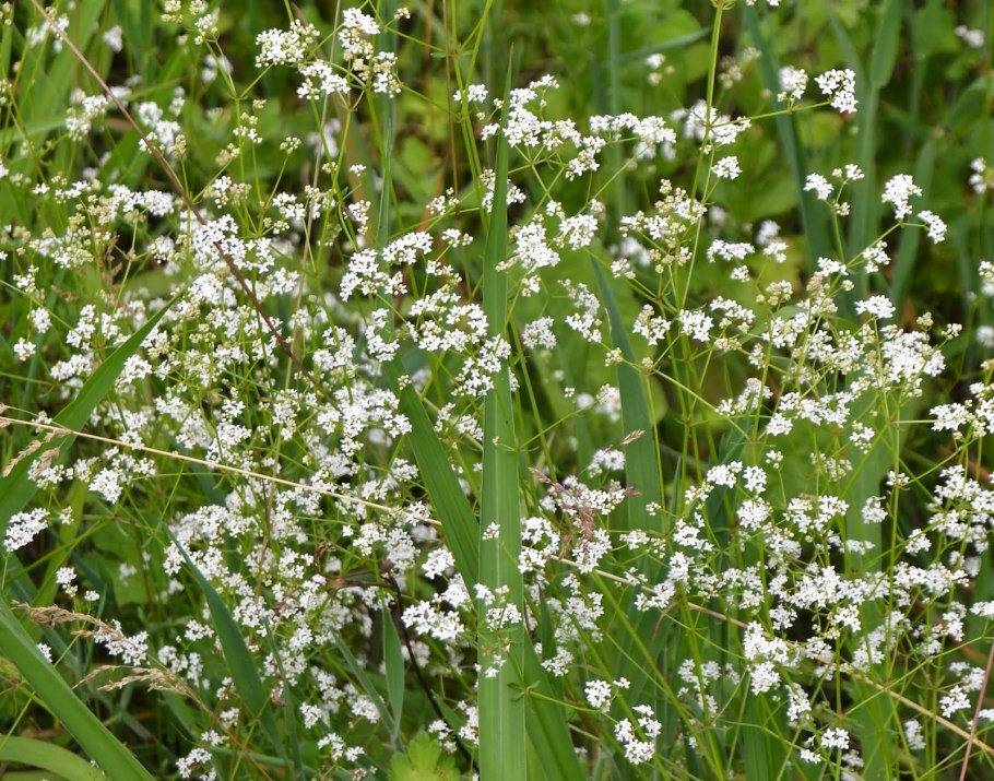 Подмаренник топяной (Galium uliginosum)