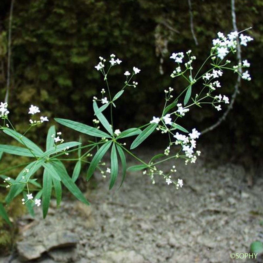 Galium mollugo
