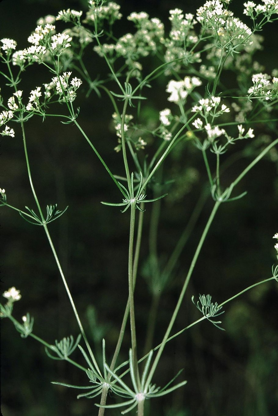 Galium uliginosum