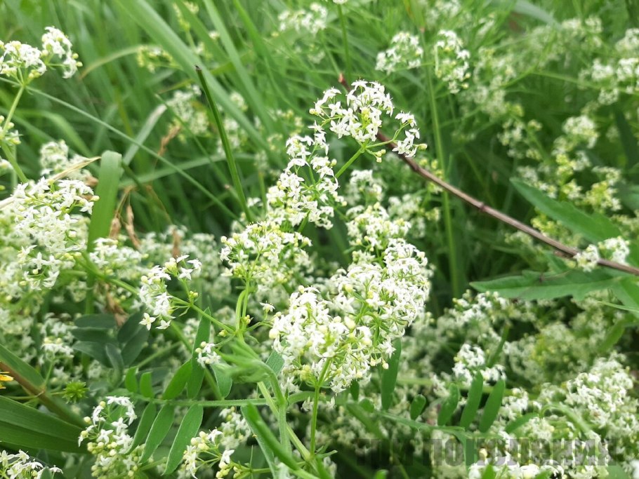 Подмаренник трехнадрезанный