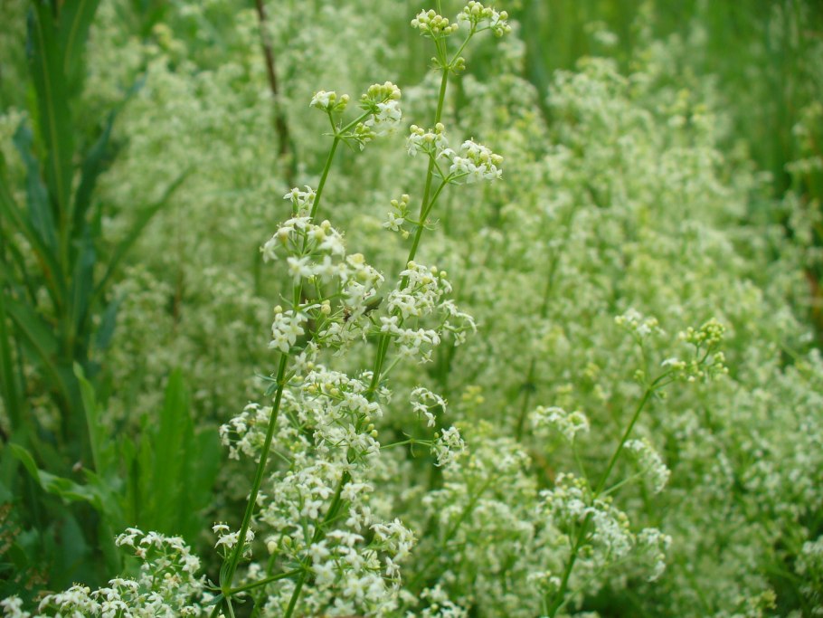 Подмаренник болотный (Galium palustre)