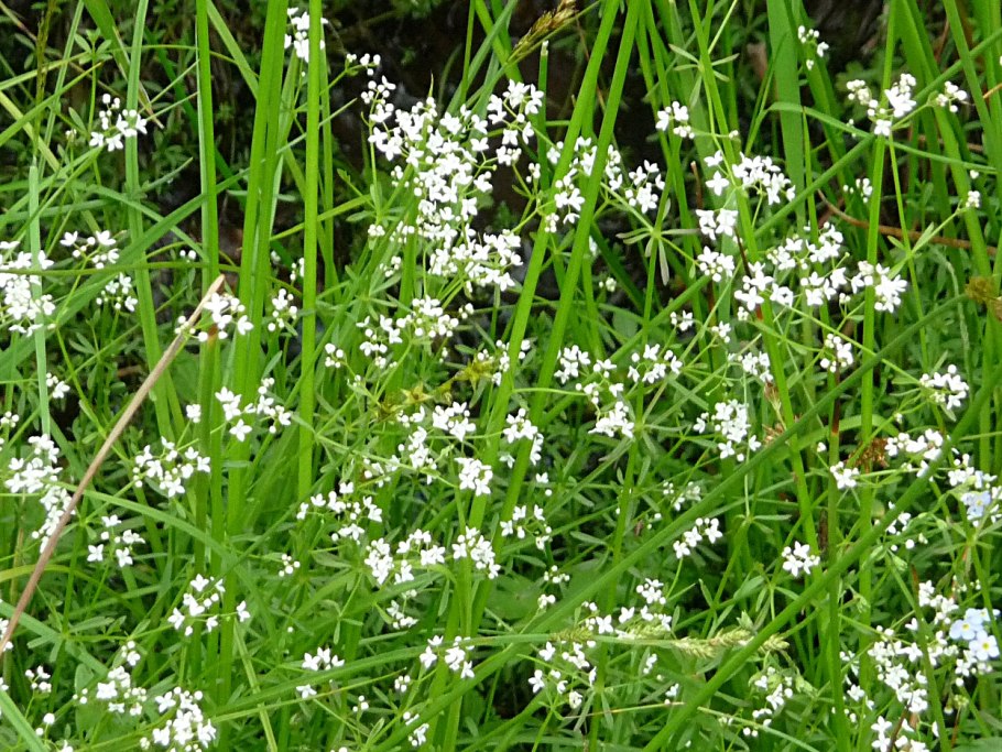 Подмаренник болотный (galium palustre)