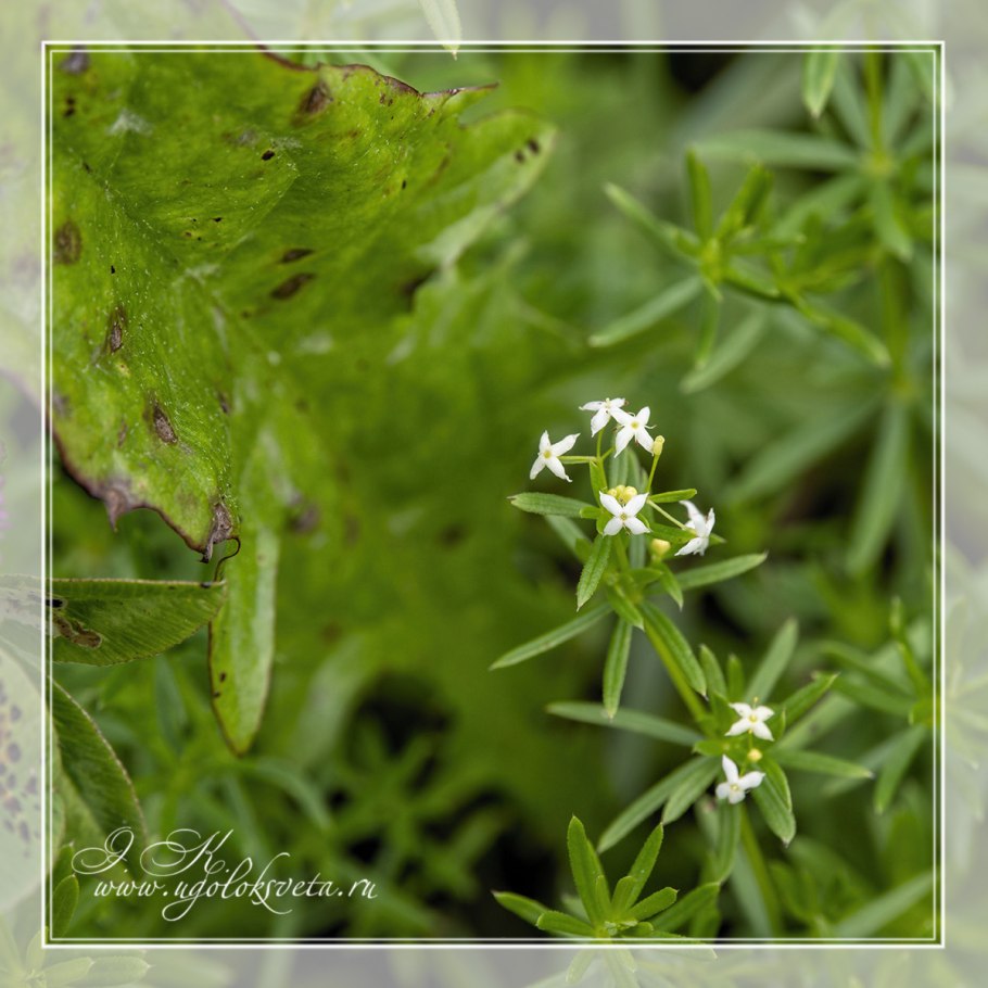Подмаренник восьмилистный