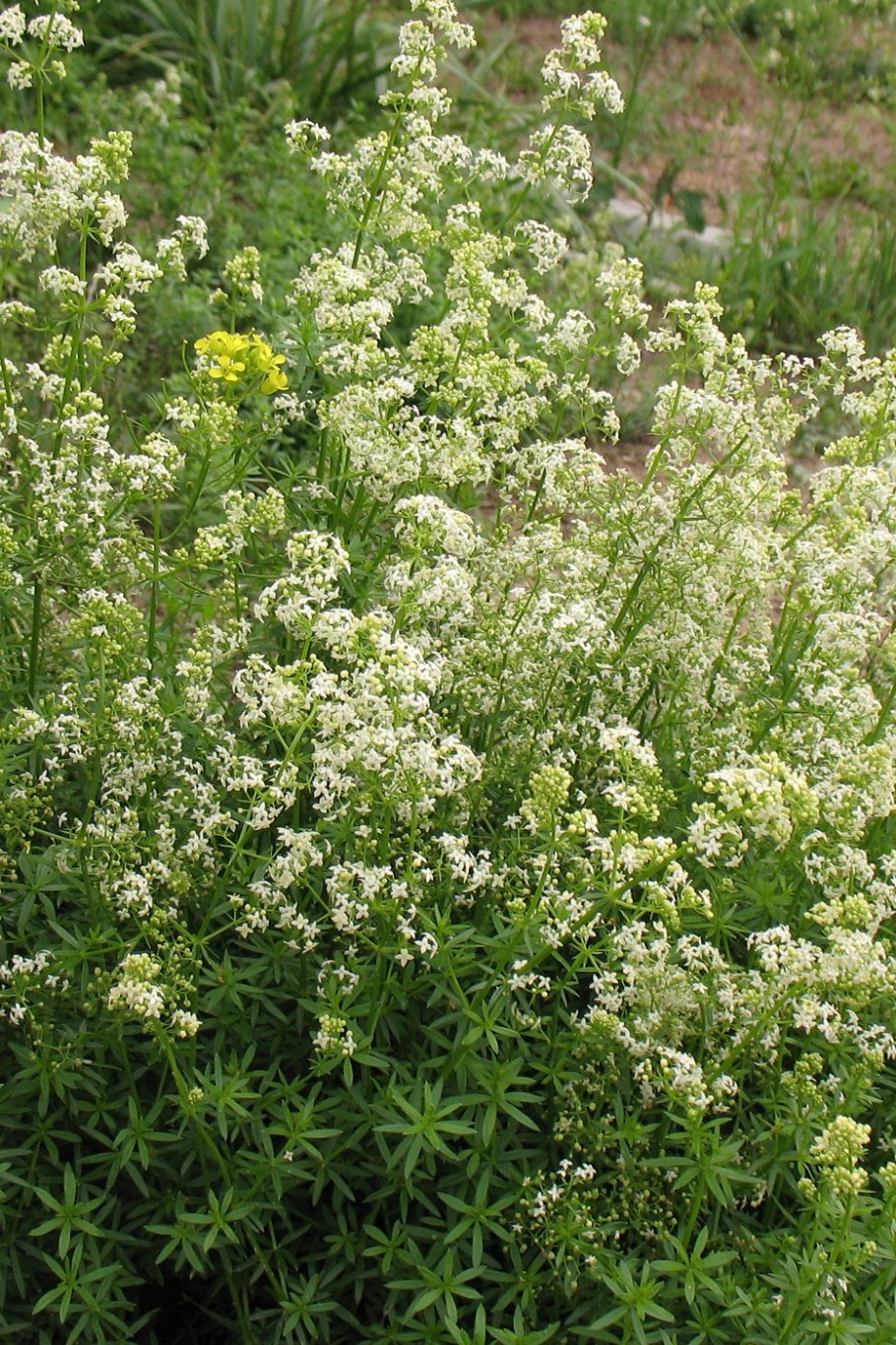 Растения и животные реки малка