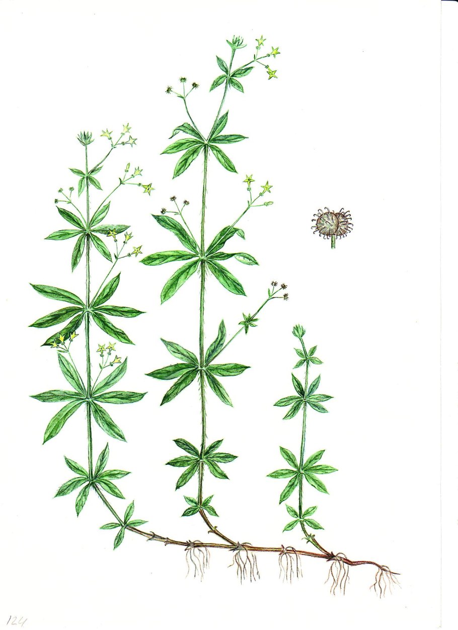 Подмаренник Лесной