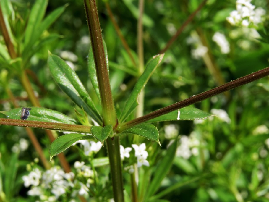 Подмаренник топяной (galium uliginosum)