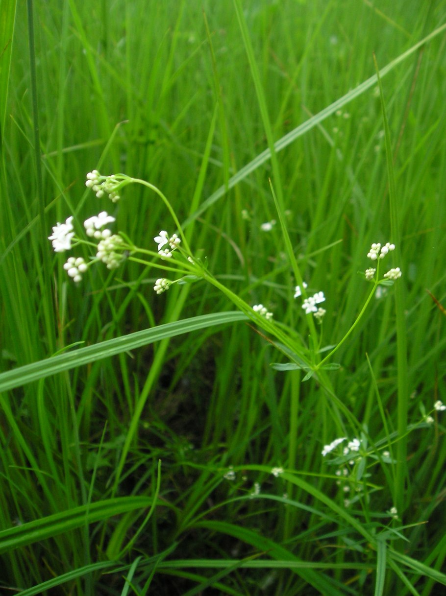 Подмаренник болотный (galium palustre)