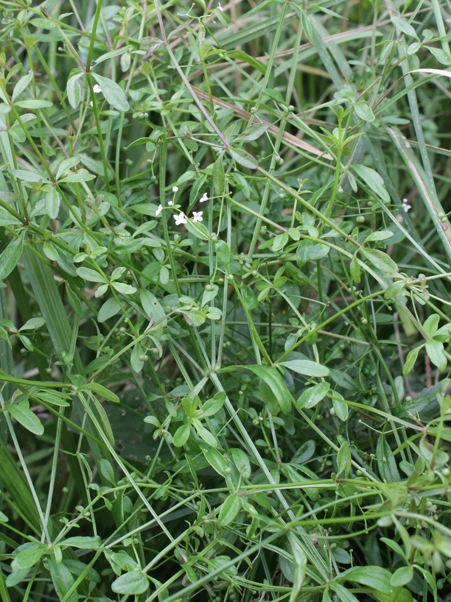 Подмаренник топяной (galium uliginosum)