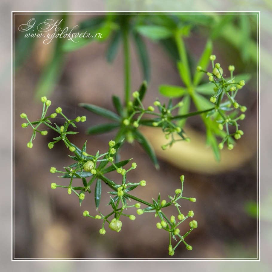 Подмаренник Даурский