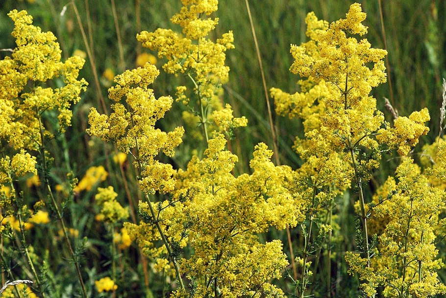 Подмаренник желтый