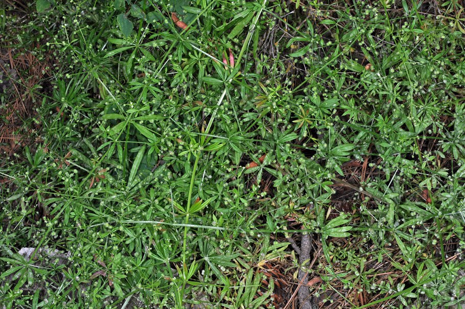 Подмаренник цепкий трава