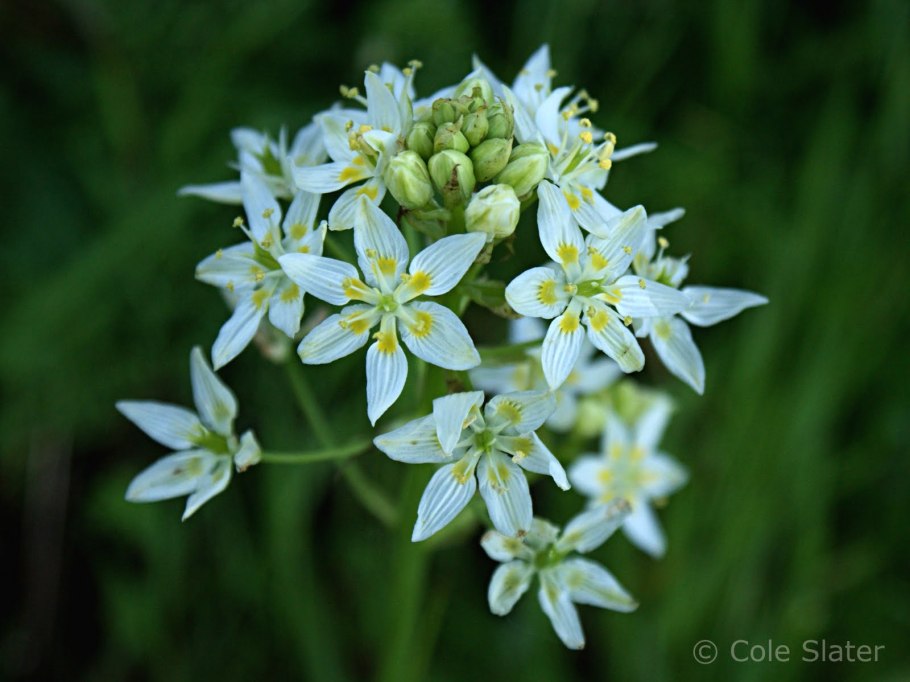 Зигаденус Сибирский