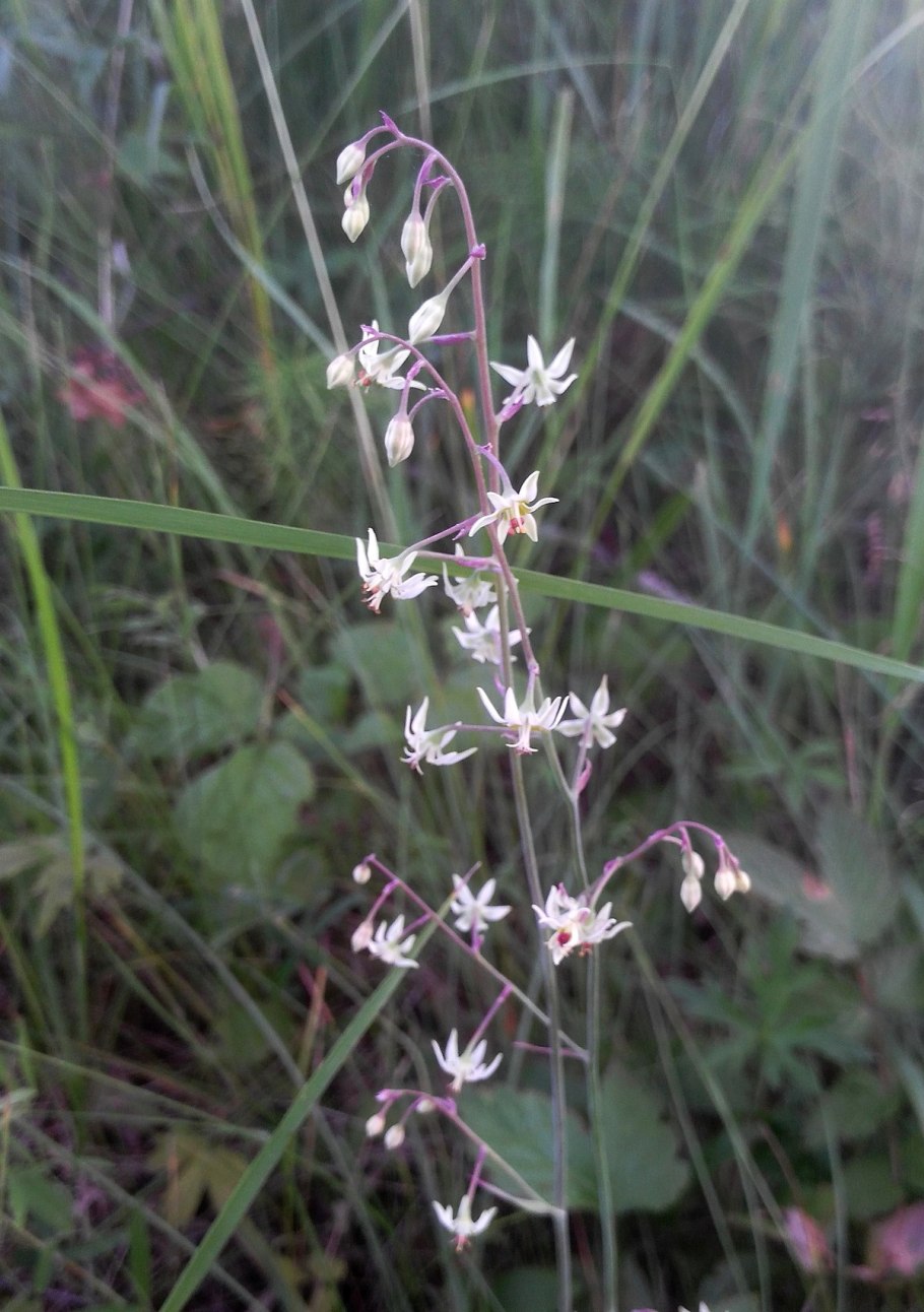 Антиклея Зигаденус