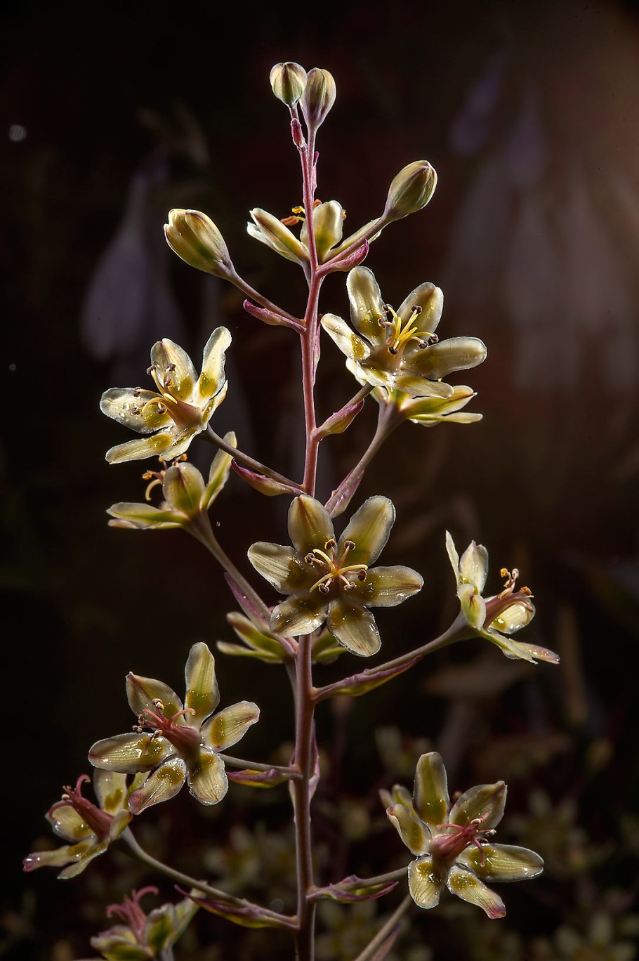 Зигаденус Нутталля