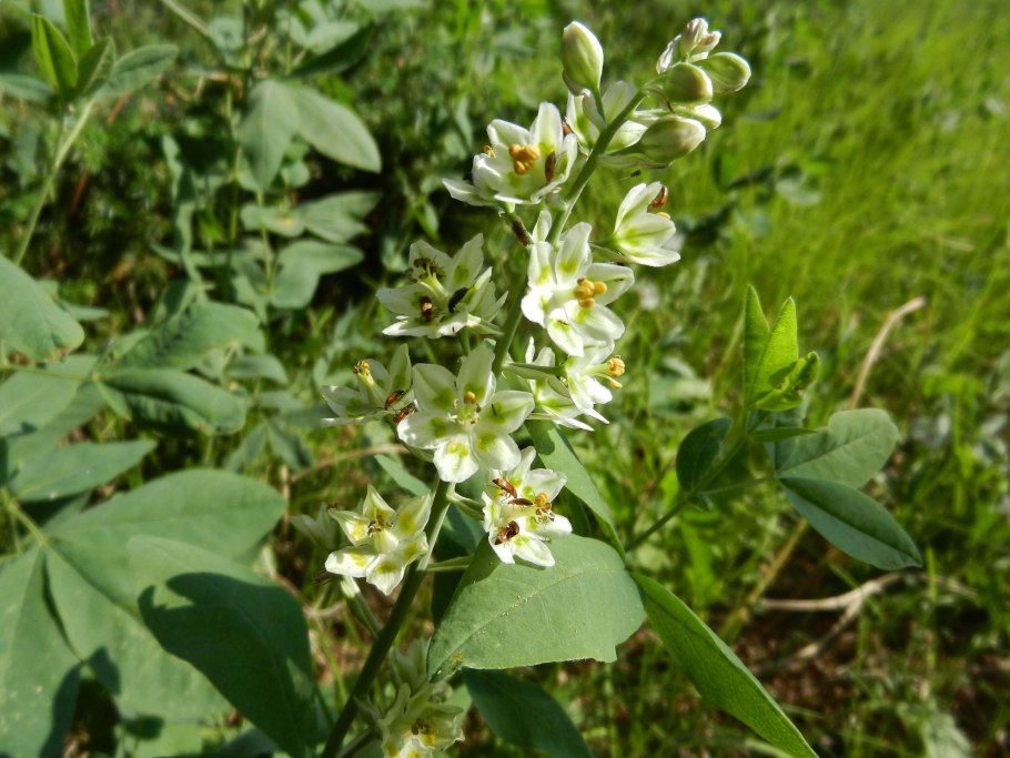 Зигаденус Сибирский