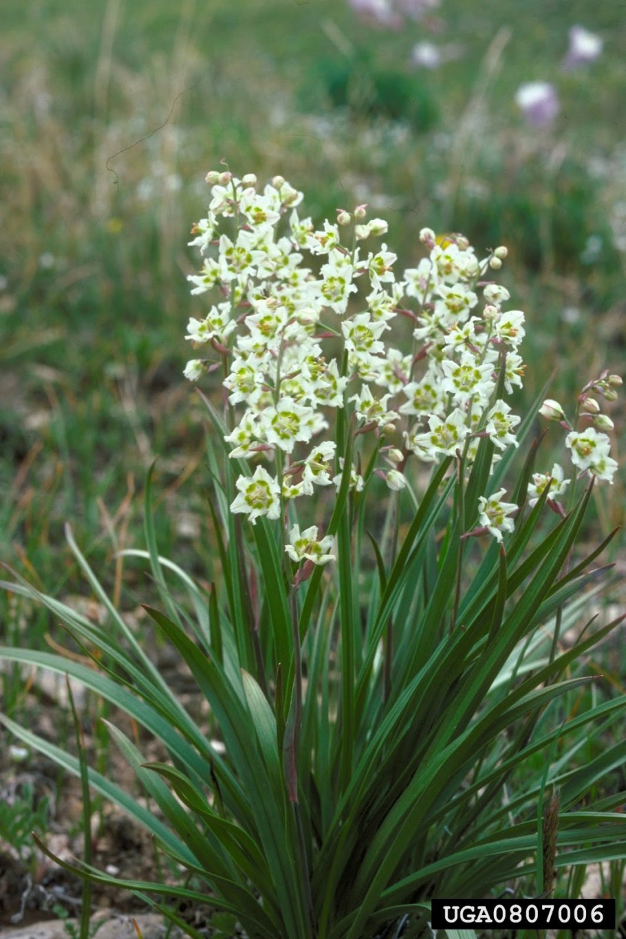 Антиклея Зигаденус