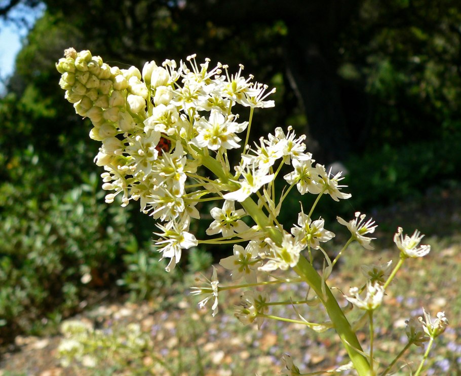 Зигаденус изящный Антиклея изящная