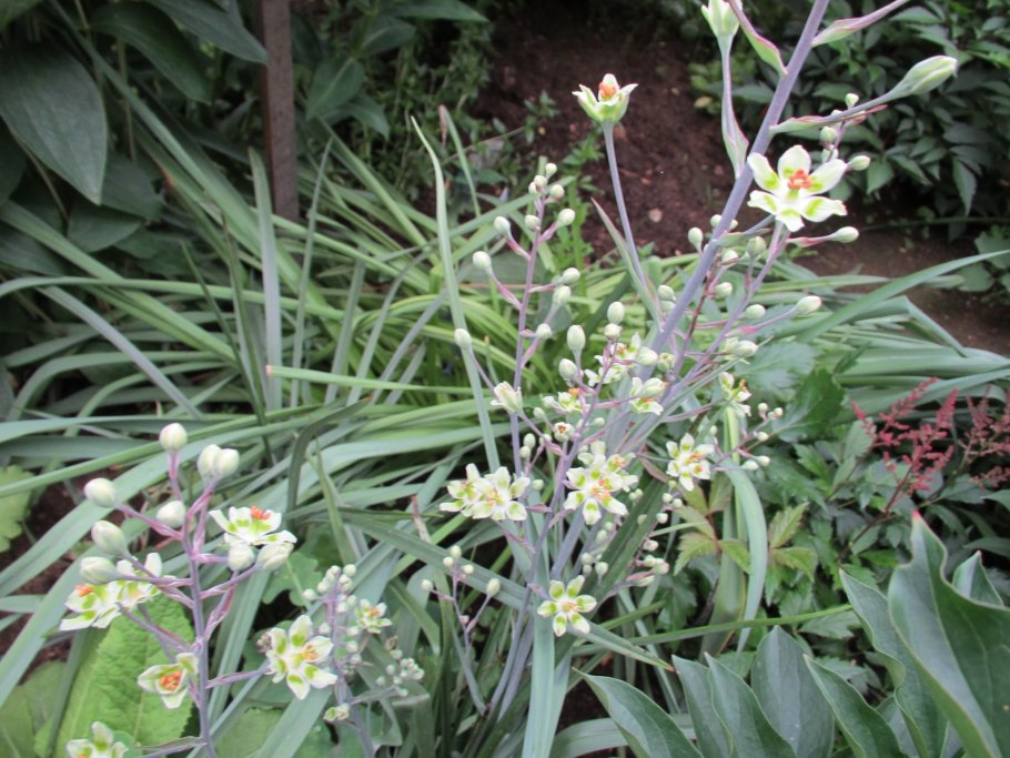 Зигаденус Нутталля