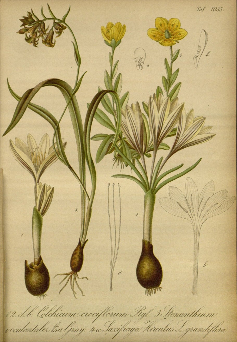 Death comes Plant info: Tips for identifying Death camas Plants