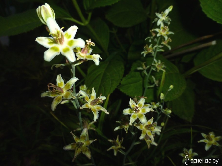 Антиклея Anticlea elegans Zigadenus