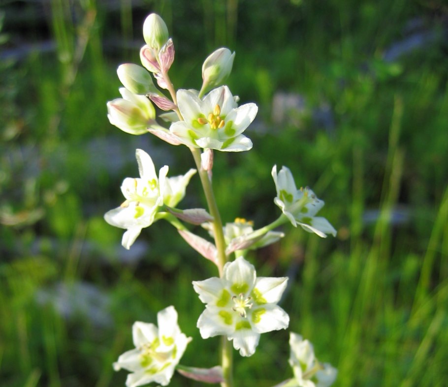 Антиклея Нутталля