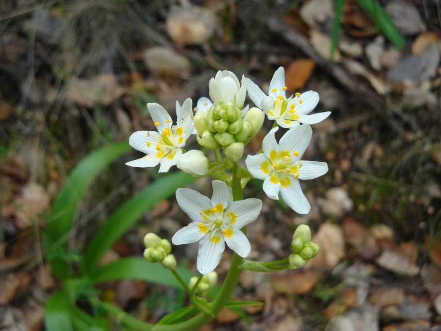 Семейство Мелантиевые Ботаническое описание