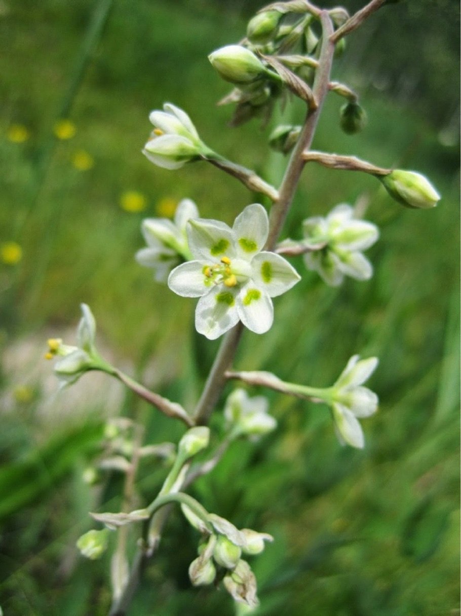 Зигаденус (Антиклея) изящный