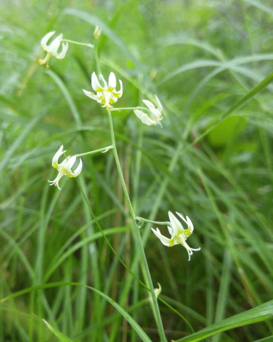 Зигаденус сибирский