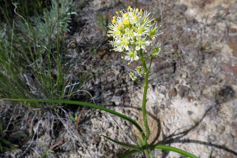 Toxicoscordion paniculatum