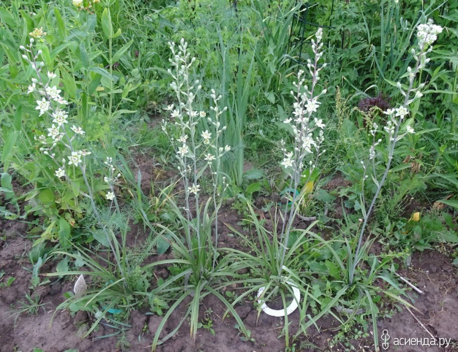 Зигаденус Сибирский