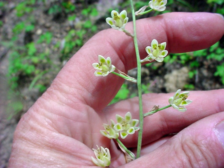 Зигаденус Сибирский