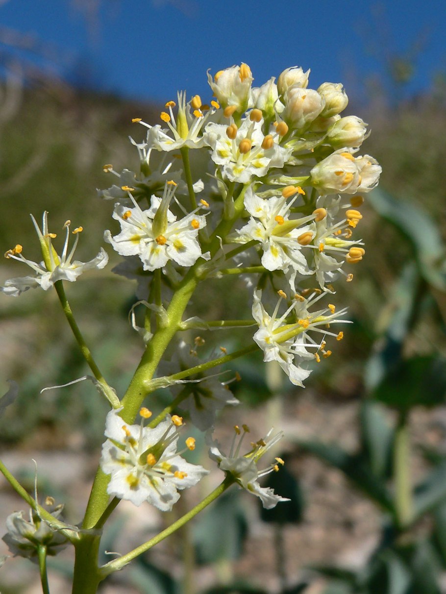Зигаденус ядовитый