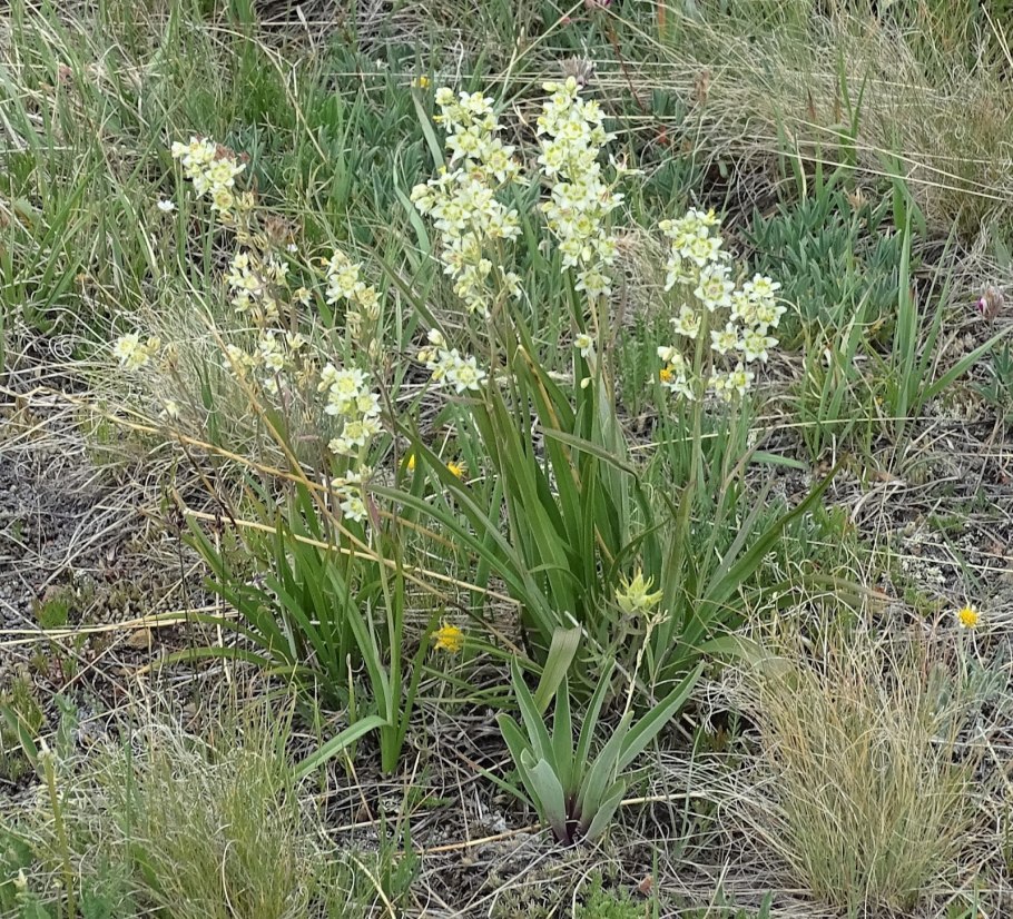 Зигаденус Сибирский